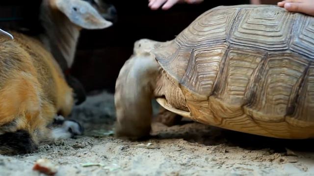 Крокодиловая ферма: промо №2 смотреть онлайн