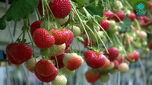 Садовая земляника Красная сенсация. Чудо голландской селекции смотреть онлайн