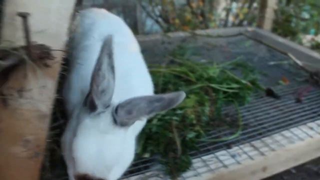 Вторая клетка для кроликов смотреть онлайн