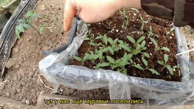 Холодная весна 2023г. Всë идëт не по плану. смотреть онлайн
