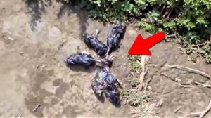 Впервые За Всю Историю Фермеру Удалось Заснять Это Странное Существо