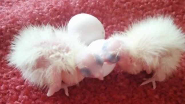 Корелла. Птенецы кореллы. Разведение попугаев. смотреть онлайн