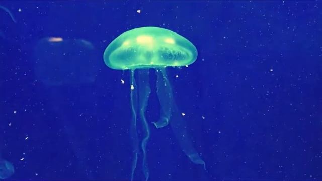 Почему хорошо быть медузой? смотреть онлайн