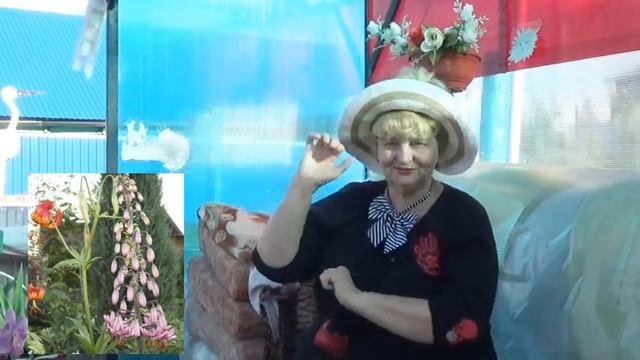 МАРТАГОНЫ редкие лилия смотреть онлайн