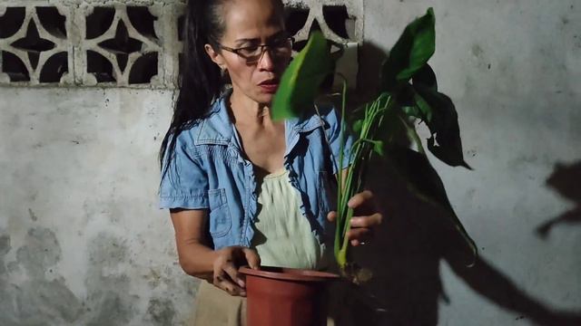 Peace Lily Plant Care Tips l Paano Alagaan ang Halamang Peace Lily смотреть онлайн
