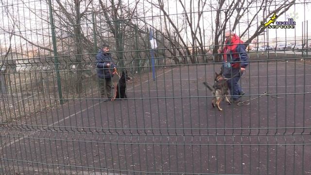 Апортировка на поводке, какой поводок выбрать и как работать смотреть онлайн