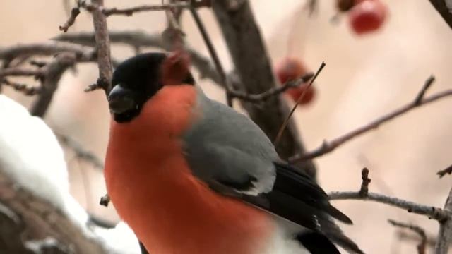 Телешкола "Листья" РОЖДЕСТВЕНСКИЕ ЗАВТРАКИ смотреть онлайн