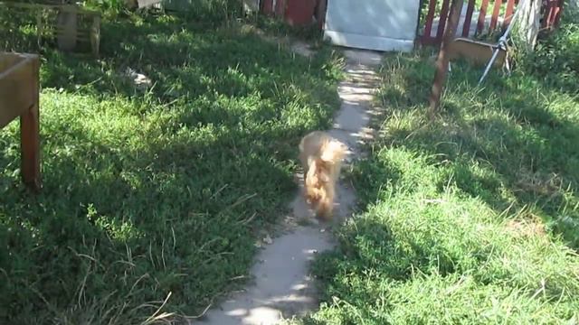 Поцелуй Ангела.Той-пудель смотреть онлайн