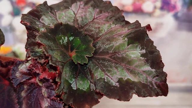 Бегонии поднимают настроение! смотреть онлайн