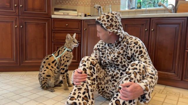 Сервал домашний Верса 😻 serval cat 🐾 wild family смотреть онлайн