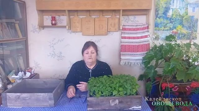 Как уберечь почву от поражения грибком(плесень) смотреть онлайн