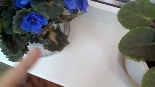 Как выростить из просо дополнительное блюдо попугаю... Ем корм попугая...... смотреть онлайн