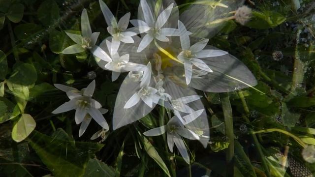 Ornithogalum umbellatum,the garden star-of-Bethlehem,grass lily,nap-at-noon,or eleven-o'clock lady смотреть онлайн