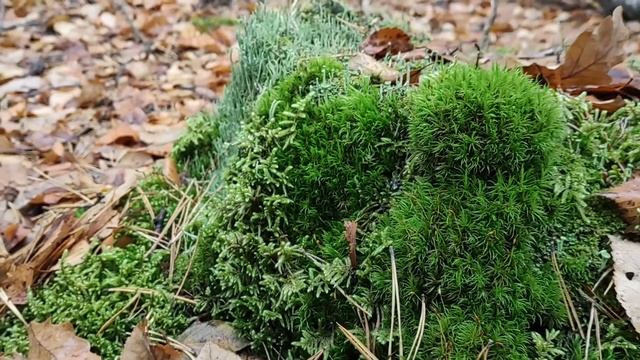 Загадочный лесной мох. Чем полезен мох? Интересные факты