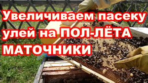 Увеличиваем ПАСЕКУ улей на пол лёта МАТОЧНИКИ ! Прошло 12 дней ! Свищевые маточники !