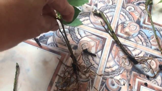 Размножение лаврового листа черенками. смотреть онлайн