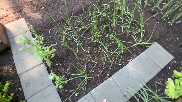 Candid Veg Garden Tour & Chat || Abundant July '23 Liberty Garden #nodiggardening #urbangardening смотреть онлайн