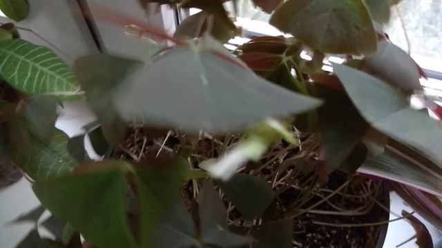 Оксалис первые цветочки. Влияние света на растения смотреть онлайн