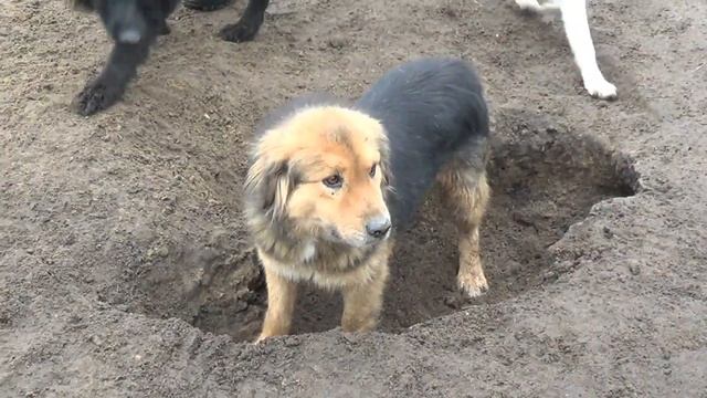 Жизнь Кожуховского приюта для животных. смотреть онлайн