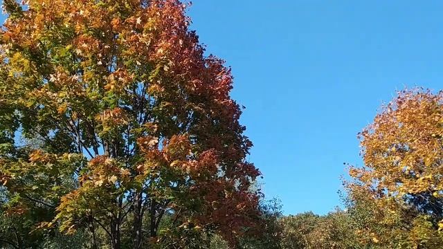 ОСЕНЬ Футажи для видео монтажа Натуральная природа. Прогулка в парке.Красивая Осень видео. смотреть онлайн