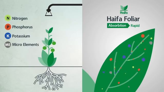 Foliar Feeding - Highly Effective Plant Nutrition смотреть онлайн