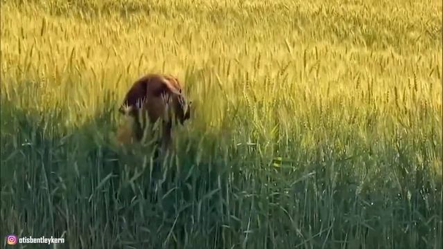 Top 10 Bravest Most Common Breeds Of Police Dogs смотреть онлайн