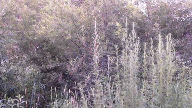 Поёт камышовка.Июль, окрестности Лучегорска, Приморский край.Съёмка Динаиды Целовой смотреть онлайн