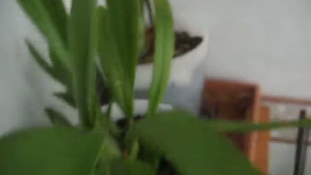 SIGUEN FLORECIENDO смотреть онлайн