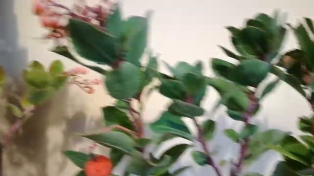 Ягодово дърво с плодчета смотреть онлайн