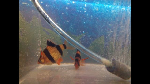 Болезни барбусов, бактериальные заболевания: симптомы, лечение. Как выглядит, как и чем лечить. смотреть онлайн