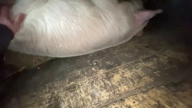 Новый ЛЮК. На ВЫГРЕБНУЮ ЯМУ. смотреть онлайн