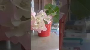 Pink and White Bougainvillea