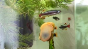 100% МЕТОД СПАСЕНИЯ МАЛЬКОВ ЖИВОРОДЯЩИХ РЫБ ИЗ ОБЩЕГО АКВАРИУМА l ВСЕГО ОДНА ВЕЩЬ МОЖЕТ СПАСТИ ВСЕХ