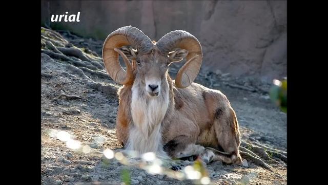 List Of Animals Starting With U - All Animals