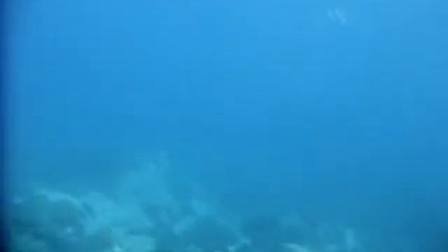 Черепашка с Ко Чанга и Юра из Москвы смотреть онлайн