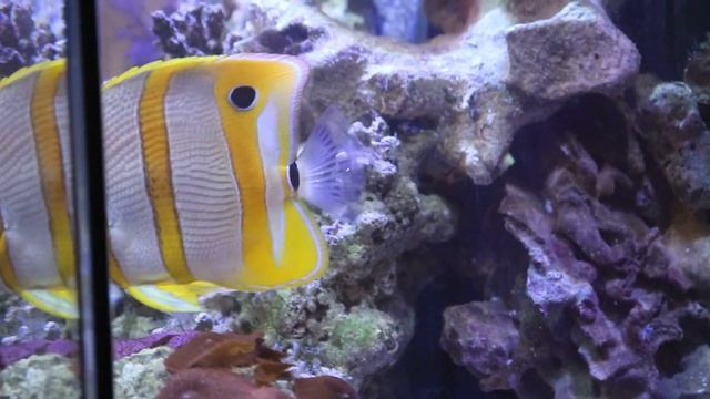 Бабочка пинцет-хелмон (Носатый хелмон) Chelmon rostratus смотреть онлайн