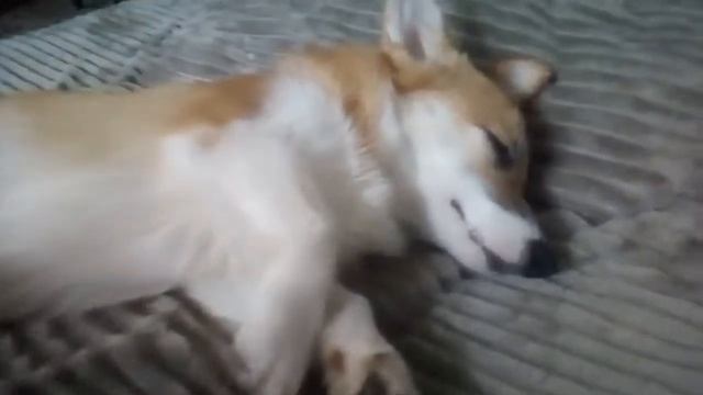 Корги спит смотреть онлайн