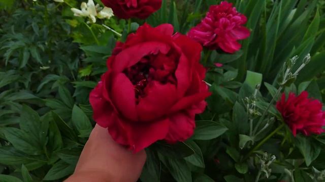Півонія Генрі Бокстос Henry Bockstoce peony смотреть онлайн