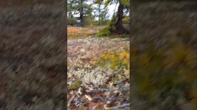 За грибами на Чукотке смотреть онлайн