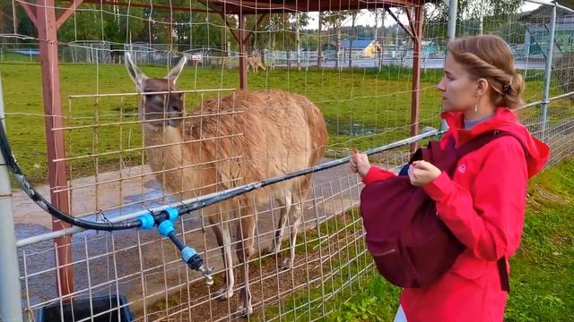 Точка на карте/ Мраморный карьер/ Подземная рускеала/ Карельский зоопарк/ Рускеальские водопады смотреть онлайн