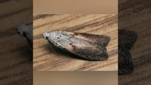 Отзыв. Что произошло через месяц приема Огневки!