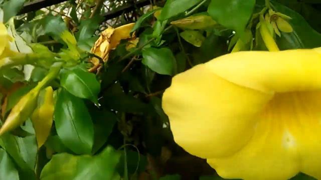 BLOOMING YELLOW BELL смотреть онлайн