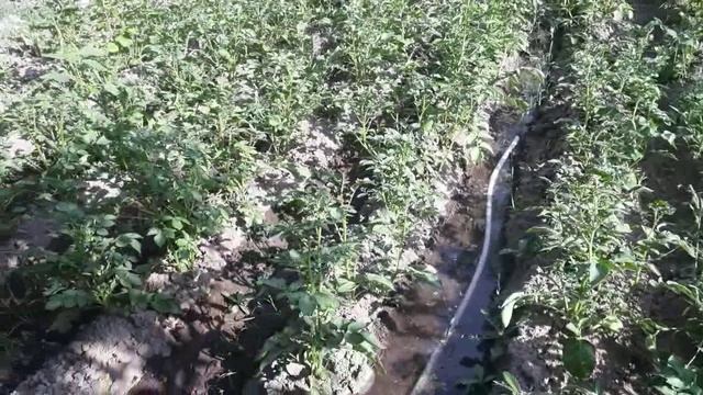 Поливаем картофель. смотреть онлайн