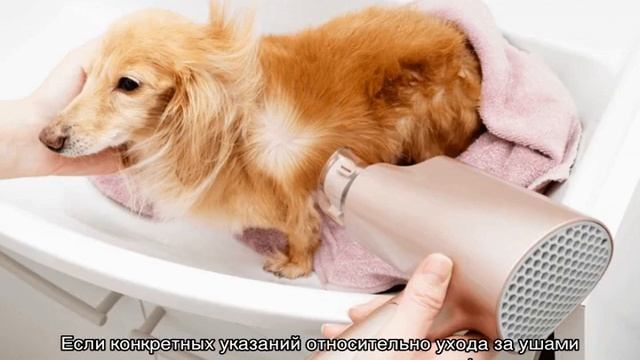 Как ухаживать за собакой правильно в домашних условиях смотреть онлайн