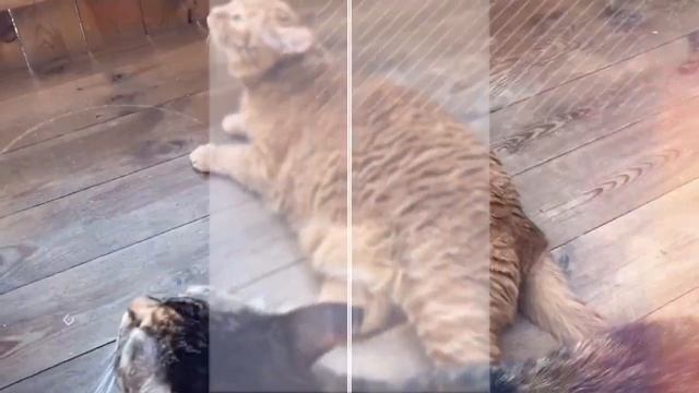 важные дела наших котиков смотреть онлайн