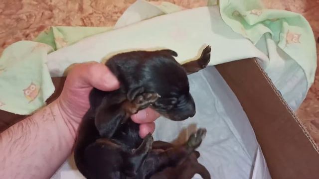 щенки добермана 7 дней смотреть онлайн