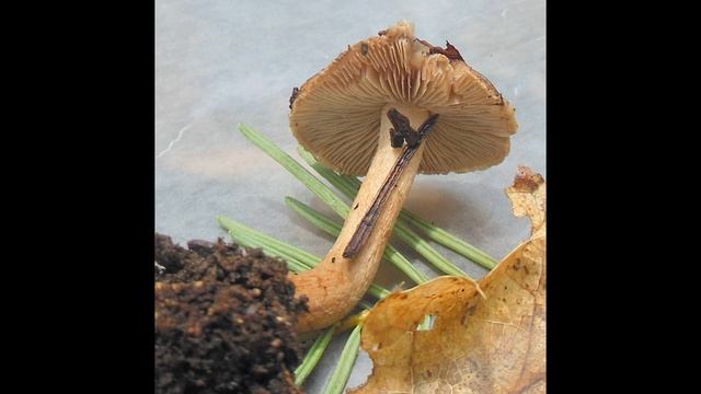 Inocybe stellatospora смотреть онлайн
