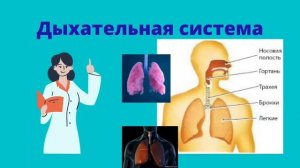 Человек - часть живой природы. Человек и мир. 3 класс