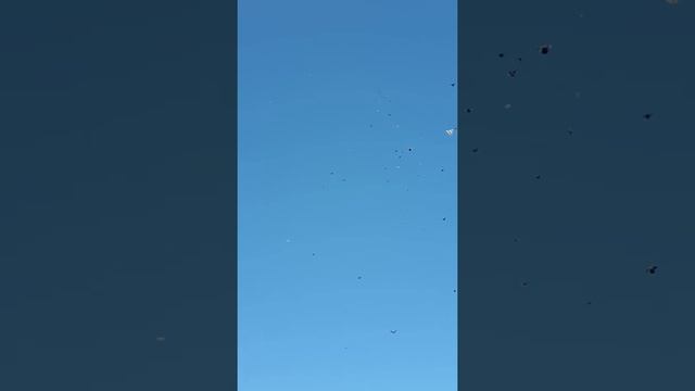 Голуби Саратовской области) смотреть онлайн