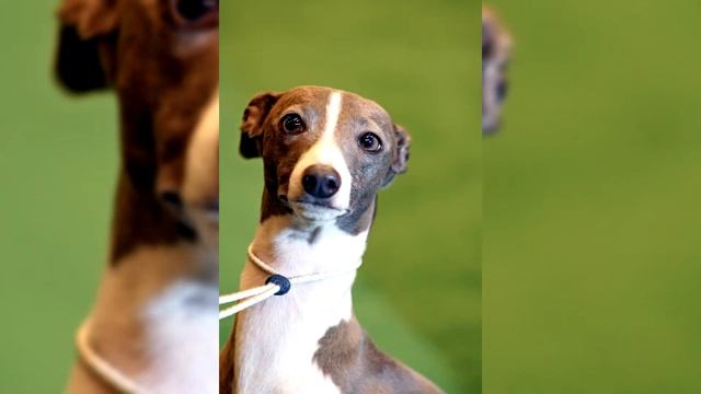 Левретка. Плюсы и минусы, Цена, Как выбрать, Факты, Уход, История смотреть онлайн